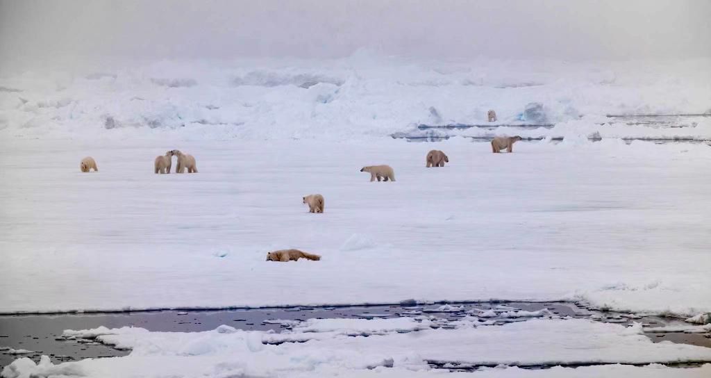 Polar Bears